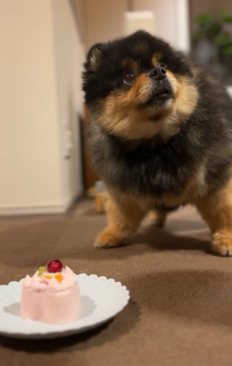 本当に食べちゃいますよ？と何度目かの飼い主さんをちらり