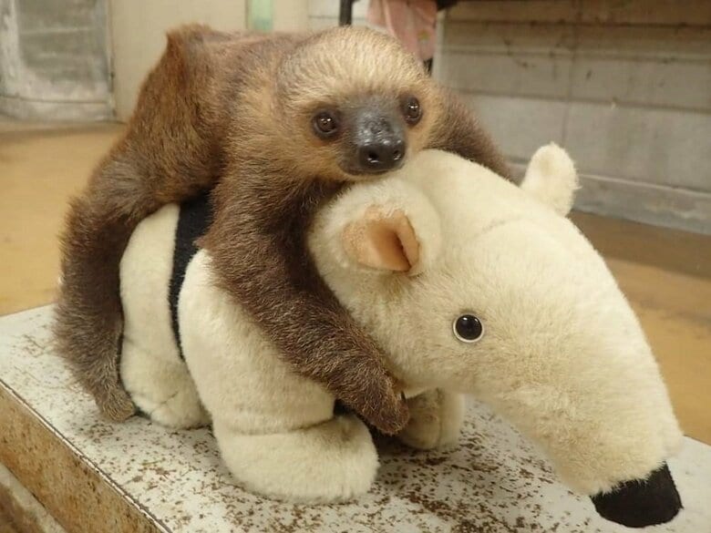 フタユビナマケモノの赤ちゃんの体重測定（提供：埼玉県こども動物自然公園）