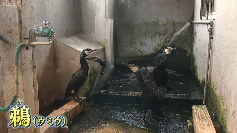 体長は80cm～90cm　基本的に憶病な性格で、環境と人間にならすことが重要