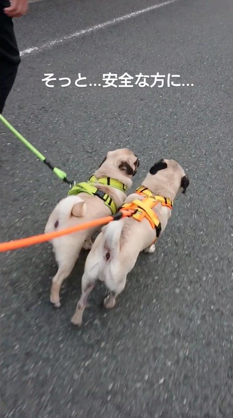 提供：たまごandおもちさん