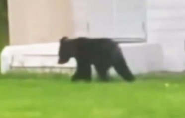 目撃されたクマ（撮影：視聴者　ビデオポストで投稿）