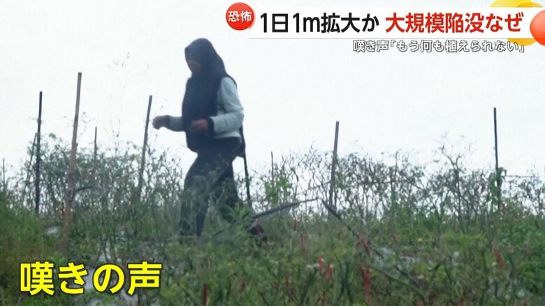 陥没現場の近くで唐辛子を栽培する女性（14日、インドネシア・アチェ州）