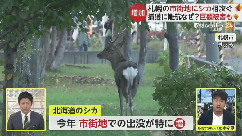 札幌市の市街地に出没したシカ。二次被害を防ぐため、捕獲が難航しているという（25日）