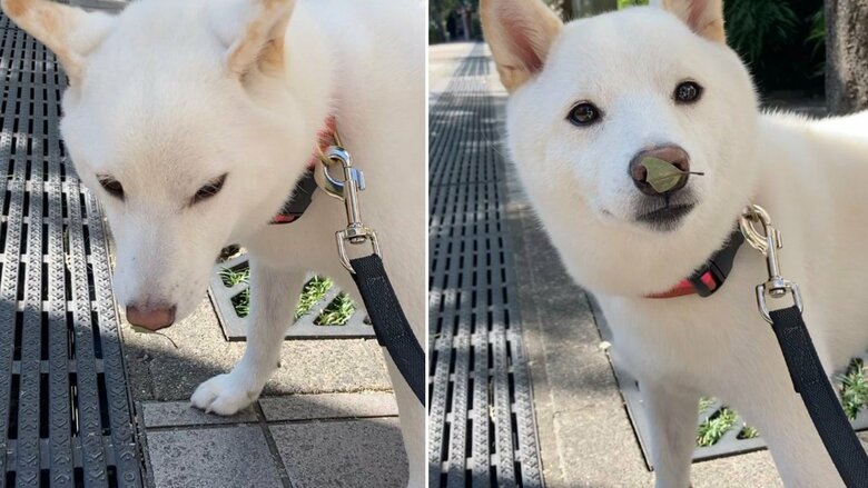 お鼻に葉っぱがくっついた