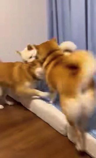 提供：柴犬ポポ(7)リブ(4)ラム(4)さん