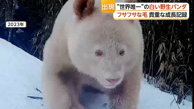2023年の白いパンダの姿