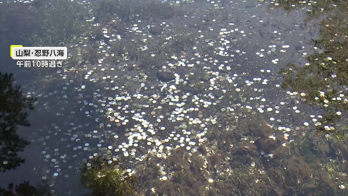 観光公害】「コインが1m以上積もってる」観光客が“投げ銭” 外国人に大人気“世界遺産”忍野八海に…水質汚染の懸念も｜FNNプライムオンライン