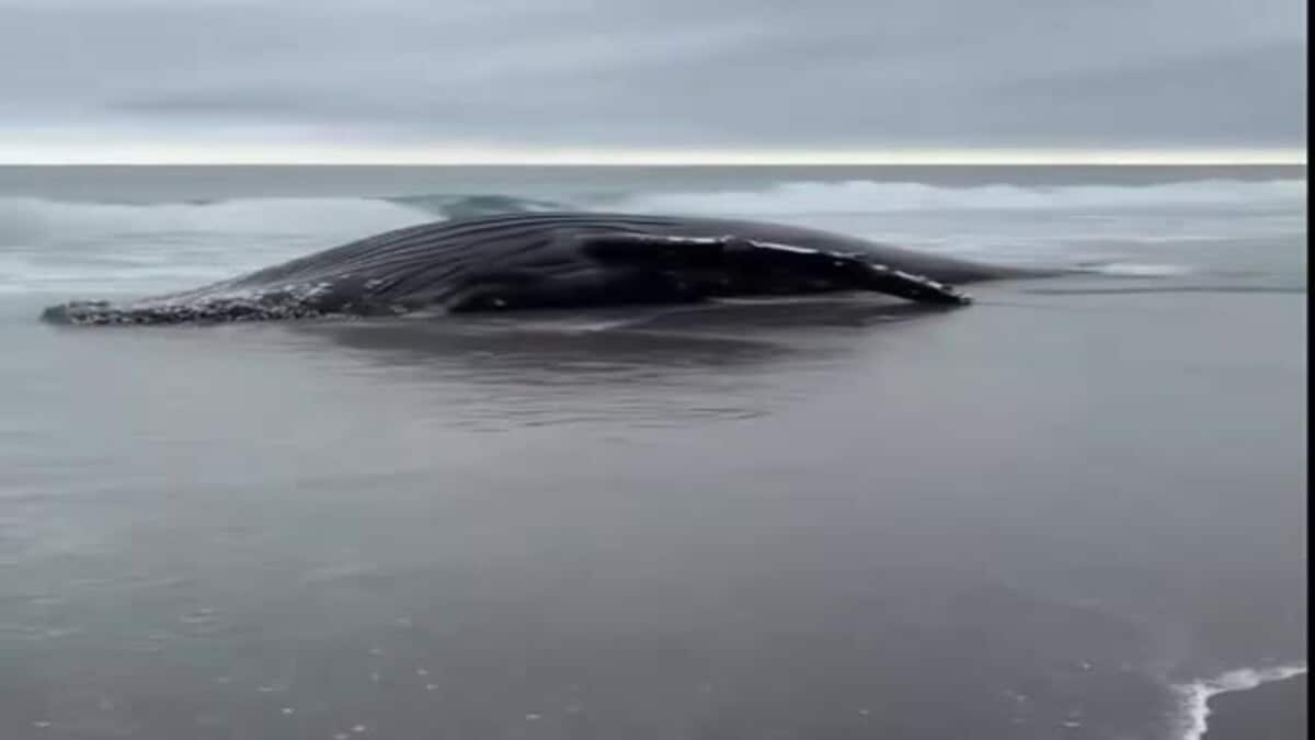海岸に8～10メートルのクジラの死骸】ザトウクジラが打ち上げられたか