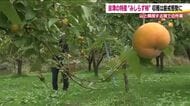 収穫の秋に異変 会津みしらず柿の収穫 爆竹鳴らしクマ警戒 気の抜けない日々 福島県も熊被害に緊急対策