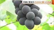 ブドウの王様“巨峰”の出荷本格化「丹精込めて作った」　天候に恵まれ出来は良好！おいしいブドウの見分け方は『色』と『果粉』　新潟・三条市