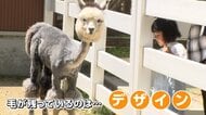 モフモフじゃない！涼しそうなアルパカ　ゴールデンウィーク明け恒例の散髪姿　なぜ頭の毛だけ残すのか聞いてみた