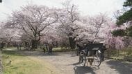 上田で27.6℃　長野県内4地点で「夏日」　小諸市の「懐古園」では桜が満開