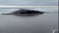 【海岸に8～10メートルのクジラの死骸】ザトウクジラが打ち上げられたか…町民が発見し連絡_海に近く危険なため町は近寄らないよう呼びかけ〈北海道様似町〉