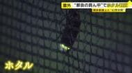 JR博多駅屋上でホタル鑑賞会　「こんな近くで見たことない」　都会の中で幻想的な光　入場無料・6月14日まで　福岡市