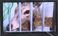 【速報】大阪市・横山市長「非常に元気でピンピン飛び跳ねている」“奈良公園から来た？シカ”の動画を公開「わざわざ大阪にお越しいただいたシカさん。新天地でストレスないように」受け入れ先を近日中に発表か
