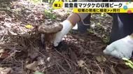 「全くわからん」能登マツタケ狩り同行記　40年のベテランが案内する秋の味覚の王様