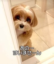 「おもちゃ投げてくだしゃい」お風呂中の飼い主をおもちゃ持参で待つワンちゃんがかわいい！いつものことなのか聞いてみた