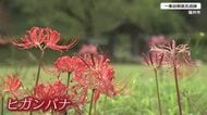 大雨被害を免れ…ヒガンバナ真っ赤に咲き誇る　福井市の一乗谷朝倉氏遺跡の唐門付近に秋の彩り