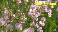 家族の団らんに添えて…色とりどりの “スイートピー”出荷 倉敷市船穂町で本格化【岡山・倉敷市】