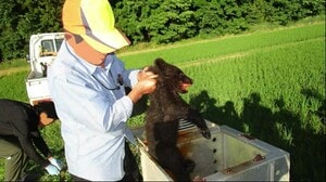 無許可で子クマ飼育し射殺 「かわいいと思って飼ったが大きくなって…」 男2人逮捕<岩手・奥州市>