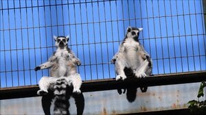 春は「光→音→気温」の3段階で進む!第一段階「光の春」到来・・・動植物にも光の恩恵