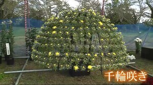 “みやぎ大菊花展”が開催 柴田町の船岡城址公園〈宮城〉