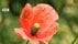 “触れると危険？”脇道のオレンジ色の花に注意　外来植物「ナガミヒ…