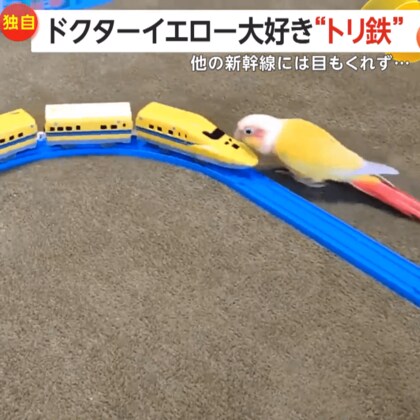 【独自】ドクターイエロー大好き「トリ鉄インコ」　ほかの列車に目もくれず…熱烈アピールで追いかける　岐阜