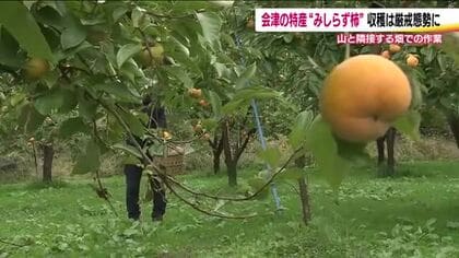 収穫の秋に異変　会津みしらず柿の収穫　爆竹鳴らしクマ警戒　気の抜けない日々　福島県も熊被害に緊急対策