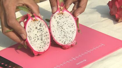 大分で南国フルーツ？特許の方法で秋から冬にマンゴー栽培　ハウスミカンに比べ燃料代8割カットのドラゴンフルーツも