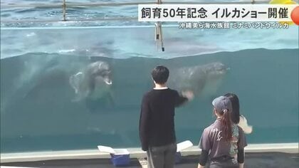 飼育50年記念イルカショー開催　沖縄美ら海水族館