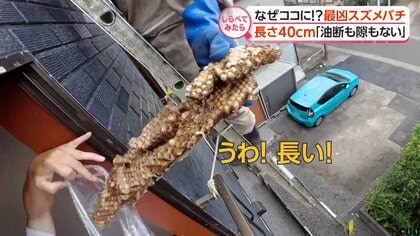 巣が巨大化!?最凶スズメバチ 異変だらけ【しらべてみたら】