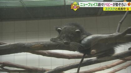 今しか見られない動物の赤ちゃんたち！ 命が危なかったことも…試行錯誤の飼育を乗り越え成長中【愛媛発】