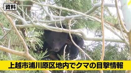 【クマ目撃情報】上越市で体長約50cmのクマ目撃　民家まで約100メートル、警察が警戒活動