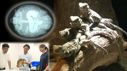 カメやトカゲの異常を察知…は虫類と両生類に特化した動物病院が開院【静岡発】