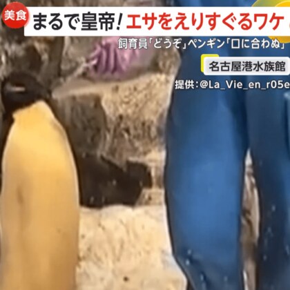 「口に合わぬ！」グルメな“皇帝”ペンギン現る！気に入らない魚は断固拒否…飼育員「硬さが気になったのかも」　愛知・名古屋港水族館