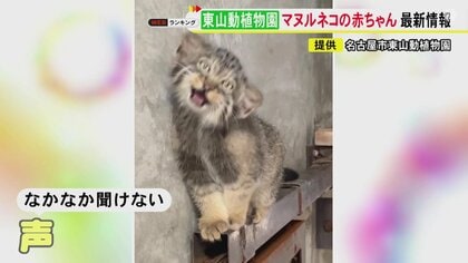 開園5分で人だかり…東山動植物園の『マヌルネコ』赤ちゃん3兄弟 愛称3