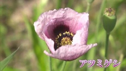 麻薬の原料となる植物「アツミゲシ」初夏を彩る薄紫色の美しい花 実は