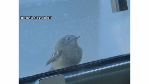  日本海を守る海上保安庁「巡視船」に舞い降りた珍客たち　乗組員をじっと見つめる“日本一小さな鳥”にほっこり