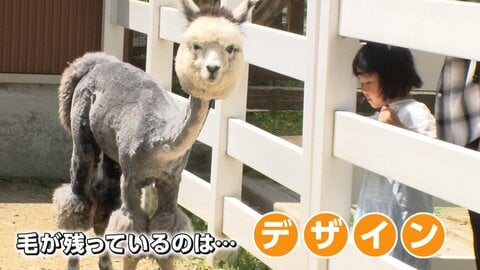 モフモフじゃない！涼しそうなアルパカ　ゴールデンウィーク明け恒例の散髪姿　なぜ頭の毛だけ残すのか聞いてみた