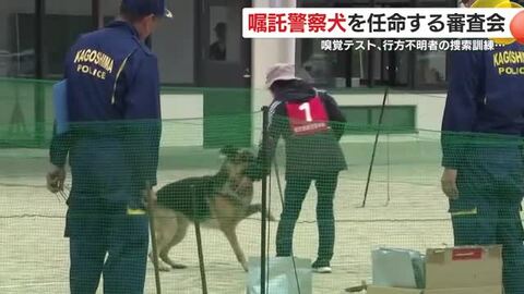桜島で嘱託警察犬審査会　11頭が実技披露、山中捜索も挑戦