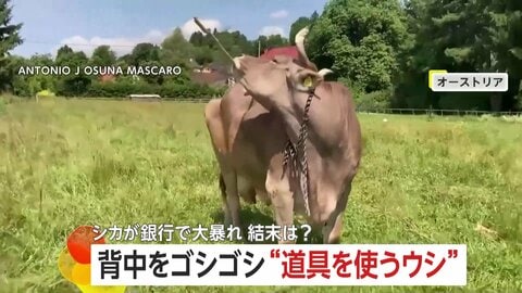 体かゆい？ウシがブラシで背中ゴシゴシ…オーストリア研究所も評価　アメリカではシカが銀行で“大暴れ”…ツノつかんで警察が確保