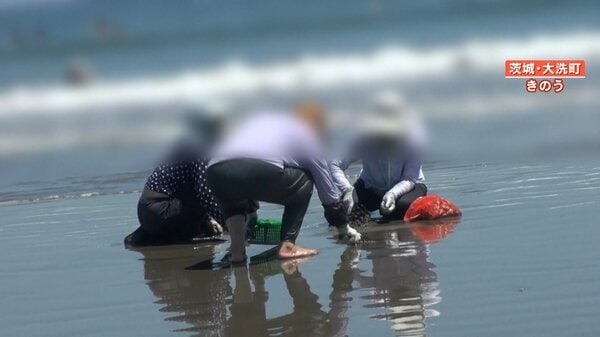 中国SNSでの“密漁”動画拡散が理由？ 伊勢エビ・ウニ・ナマコ…外国人