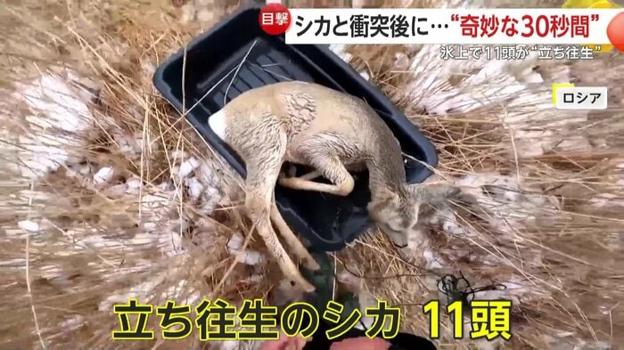 ソリに乗せられ救助されたシカ