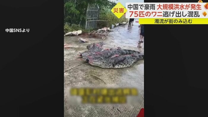 口と手足を縛られたワニ。8匹を捕獲も多くのワニが逃走中