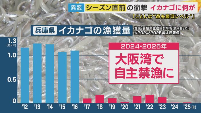 大阪湾で撮れるイカナゴの数が「過去最低レベル」