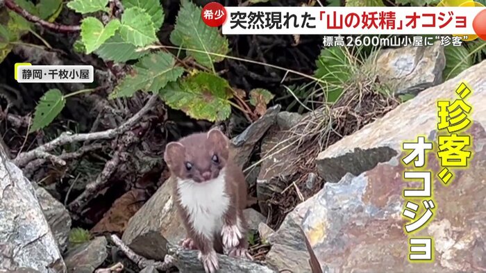 希少な動物“オコジョ”
