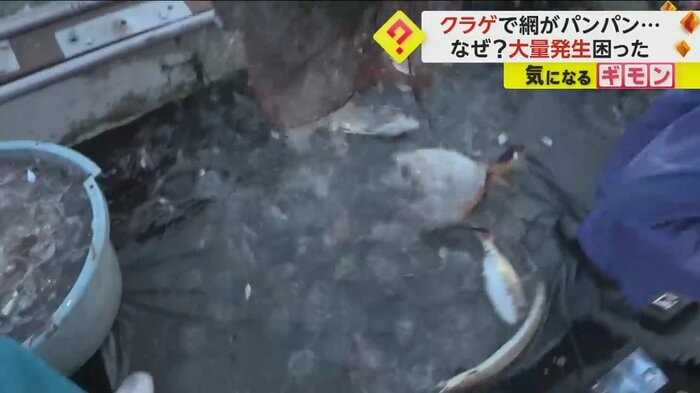 船の上を埋め尽くすほどの大量のクラゲ