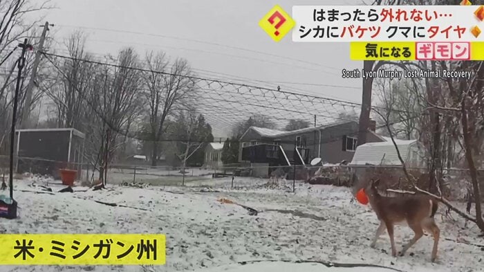 雪が降る中を歩くシカ
