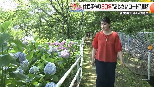 緑豊かな斜面に咲く色とりどりのアジサイ
